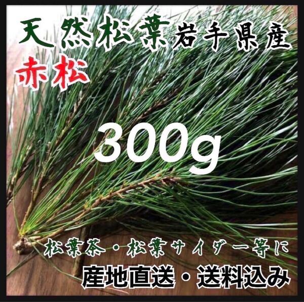 【産地直送松葉】300g 松葉茶 健康茶 サイダーにも 松茸の生える岩手県産 松葉茶 産地直送松葉 岩手県産松葉山頂採取 赤松