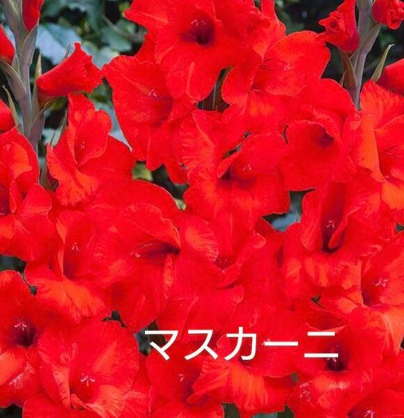 グラジオラス マスカーニ 球根10球