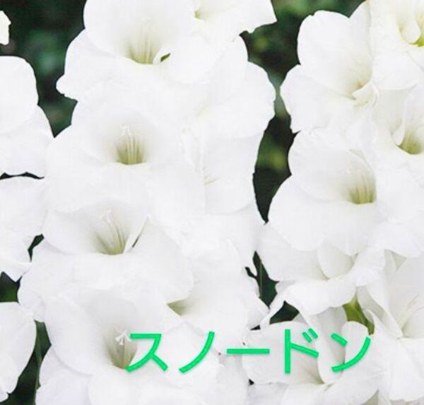 グラジオラス スノードン 球根10球