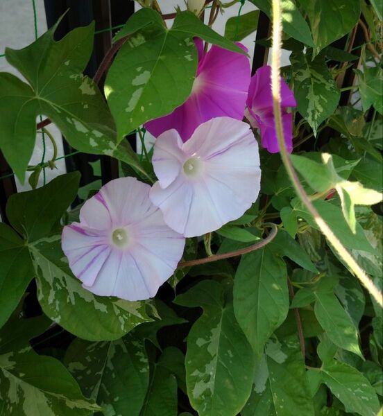 朝顔の種100粒 あさがお 大輪 朝顔