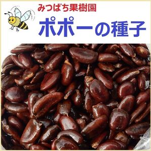 優良品種 ポポー種子 25粒 送料無料匿名配送