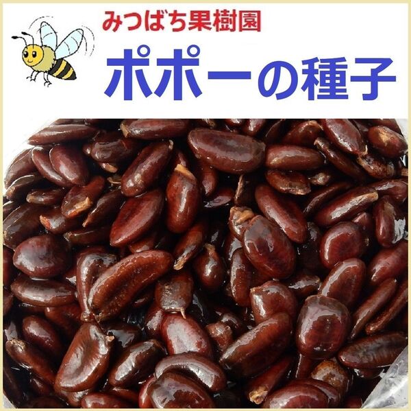優良品種 ポポー種子 15粒 送料無料匿名配送