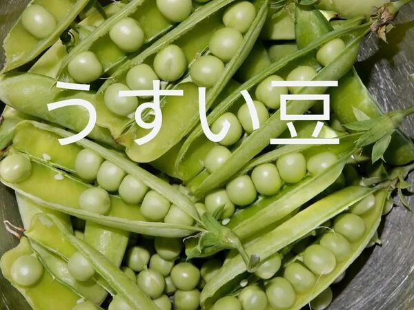 小田原特産 うすいえんどう 300g