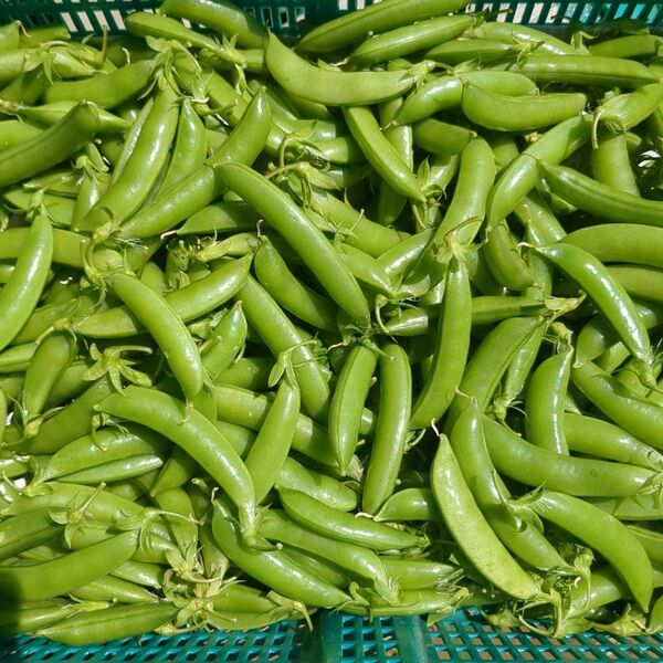 小田原産 スナップエンドウ 300g