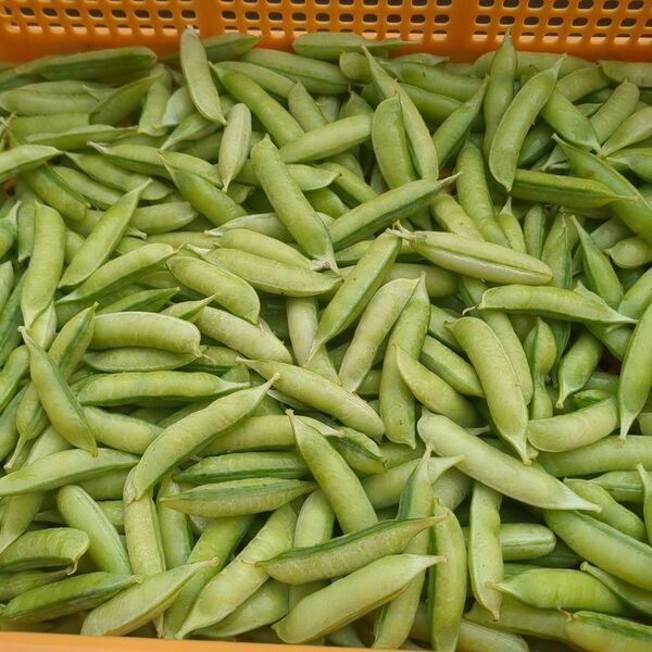 小田原特産 うすいえんどう 500g