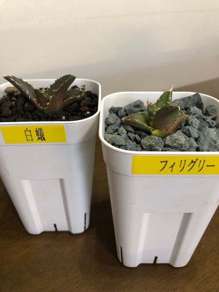 アガベチタノタ子株2セット フィリグリー&スペイン白蟻 鉢ごと発送 発根済 検索用)オテロイ 白鯨 ハデス