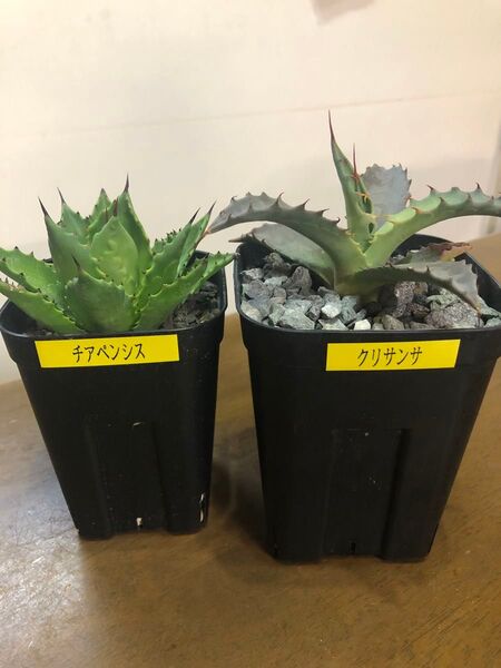 アガベ地植え向け2セット チアペンシス&クリサンサ 鉢ごと発送 検索用)ドライガーデン パリー モンタナ 耐寒性