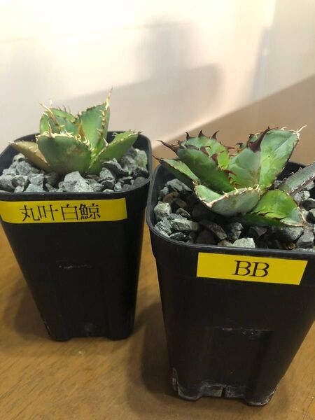 アガベチタノタ2セット鉢ごと発送 狂刺丸い叶白鯨とブラックアンドブルー