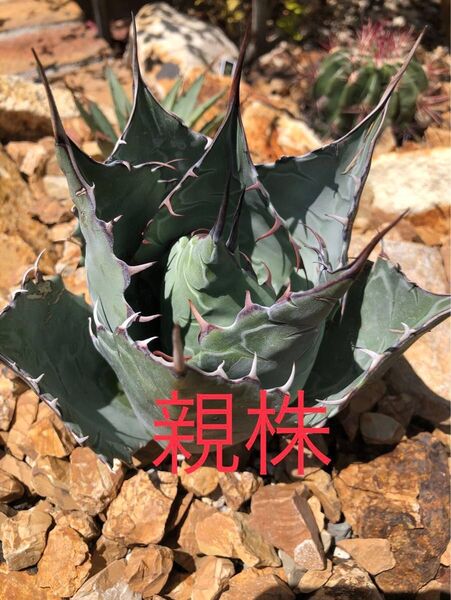 アガベパラサナグローブ②抜き苗発送 検)ドライガーデン 地植え 耐寒性