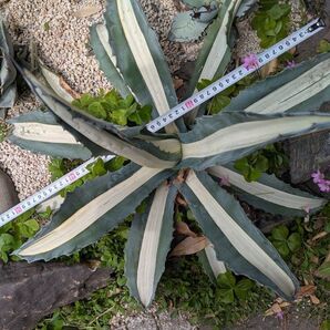 Agave 斑入り 華厳