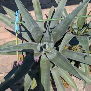 アオノリュウゼツラン Agave