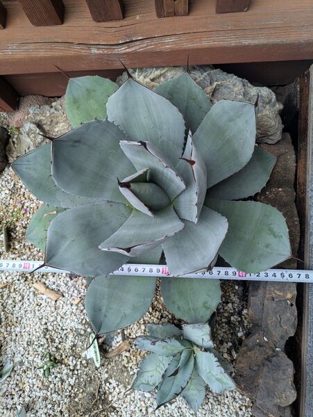 パリー トランカータ Agave