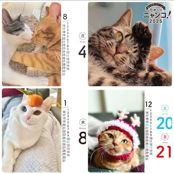 日めくりニャンコ! 2025年 卓上日めくりカレンダー猫版 本体+台座付き 猫 ペット ネコ ねこ