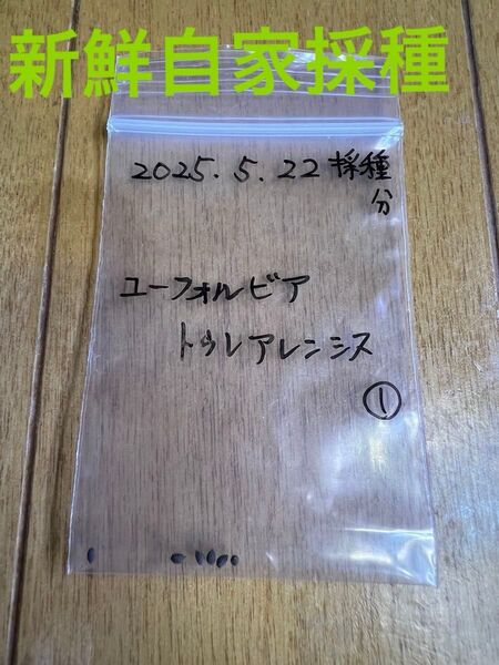 新鮮自家採種 2025.5.22採種分 採れたてユーフォルビアトゥレアレンシス種子 6粒 ①