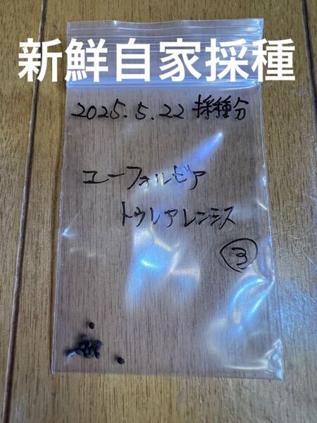 新鮮自家採種 2025.5.22採種最終分採れたてユーフォルビアトゥレアレンシス種子 13粒 ③