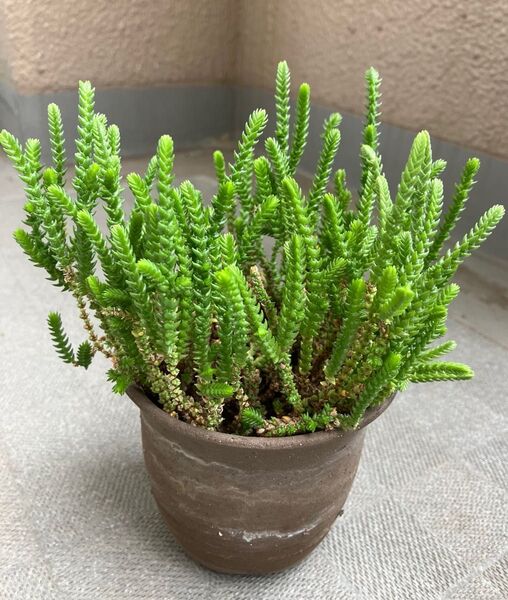 多肉植物 若緑 抜き苗 鉢の中全部