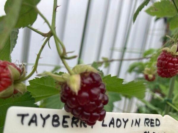 TAYBERRY LADY IN RED 株分け苗