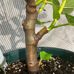 イチジク Oro Rosato 取り木苗