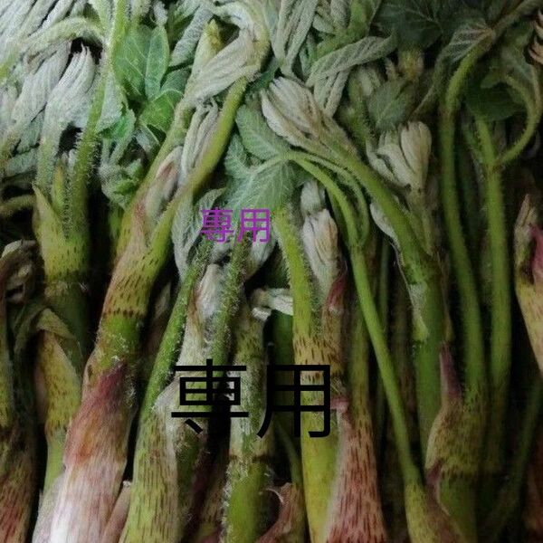 新潟県産 新鮮うど ネコポス