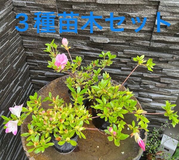 現品限り!! さつき 皐月3種 八重咲き 一重咲き 盆栽苗木 3苗木