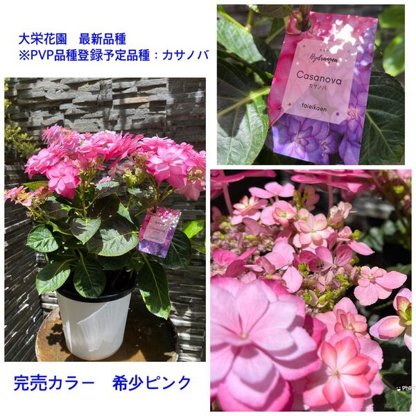 大栄花園 最新品種 アジサイ カサノバ 完売 希少ピンク 鉢植え ハイドランジア