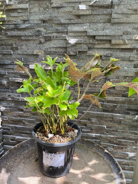 シダ植物 イワオモダカ四国獅子 鉢植え 観葉植物 インテリアプランツ 日本庭園