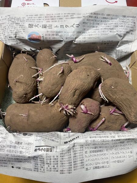 ノーザンルビー 種芋 約1.3kg