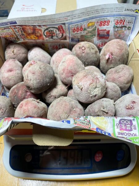アンデスレッド 種芋 約1.3kg