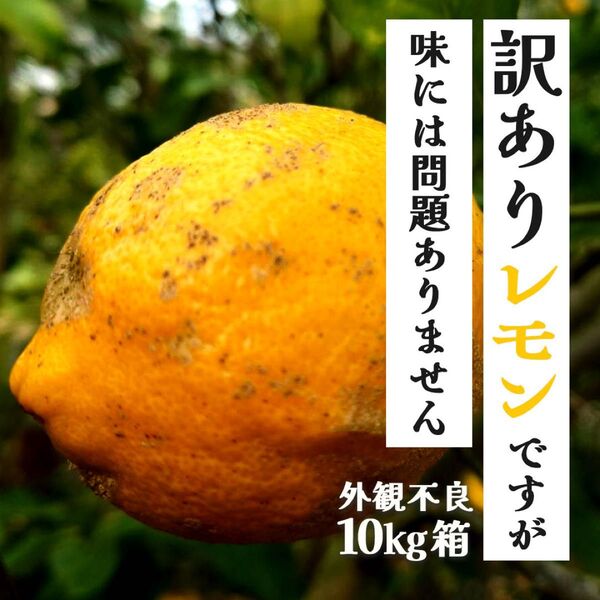農薬不使用の訳あり木成レモン 10kg箱(アレンユーレカ)【愛媛の農家直送】外観不良