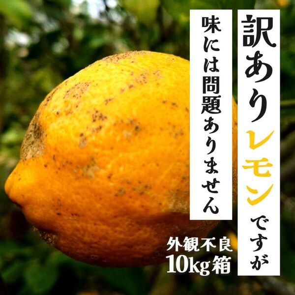 農薬不使用の訳あり木成レモン 10kg箱(アレンユーレカ)【愛媛の農家直送】外観不良