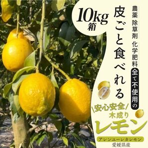 農薬不使用のレモン 10kg箱(アレンユーレカ)【愛媛の農家直送】