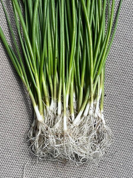【ネギ 苗 龍翔 200本】送料無料|専業農家直送|注文後、抜き苗にして発送(ねぎ 葱 苗 1本ネギ) シーズン到来