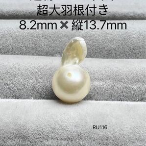 長崎県 五島列島産 越物あこや真珠 ヨコ8.2mmタテ13.7mm ルースRU116