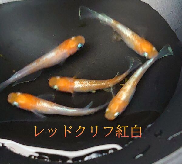 「レッドクリフ紅白」有精卵20個+α 極上種親★垂水氏血統★夢中メダカ★