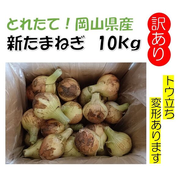 春しか食べれない!岡山県産『新たまねぎ』訳あり 10kg以上