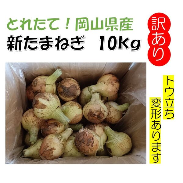 春しか食べれない!岡山県産『新たまねぎ』訳あり 10kg以上