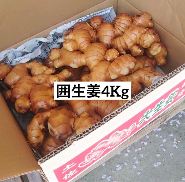 高知県産囲生姜4Kg