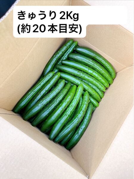 高知県産きゅうり2Kg