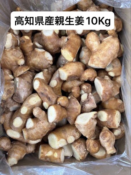 高知県産親生姜10Kg