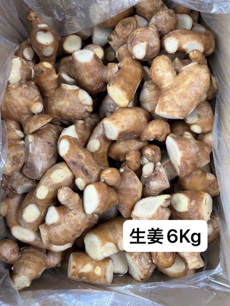 高知県産親生姜6Kg