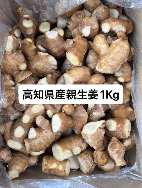 高知県産親生姜1Kg