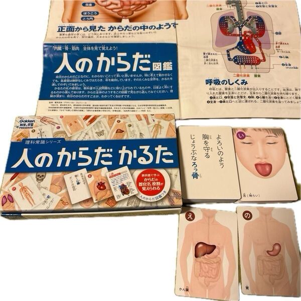 学研 人のからだ かるた 読み札 絵札 各48枚