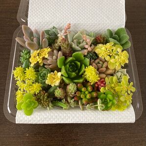 多肉植物 寄せ植え カット苗 詰め合わせ