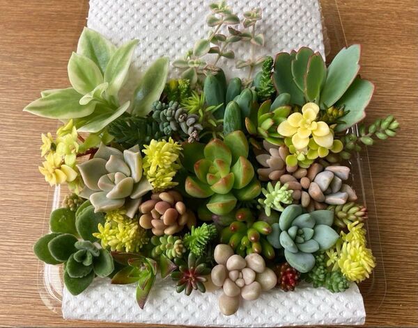 多肉植物 寄せ植え カット苗 詰め合わせ