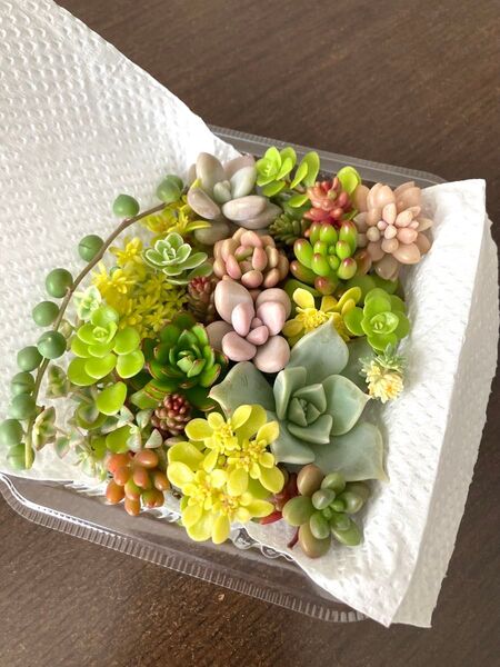 多肉植物 寄せ植え カット苗 詰め合わせ