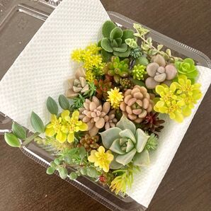 多肉植物 寄せ植え カット苗 詰め合わせ
