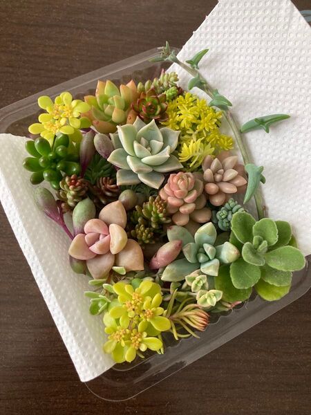 多肉植物 寄せ植え カット苗 詰め合わせ