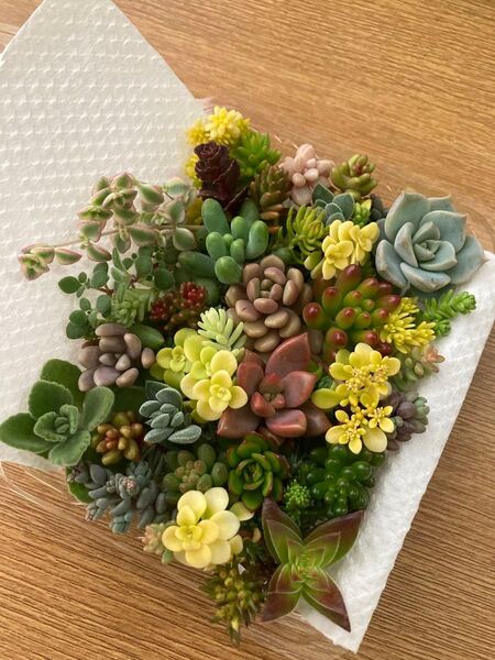 多肉植物 寄せ植え カット苗 詰め合わせ