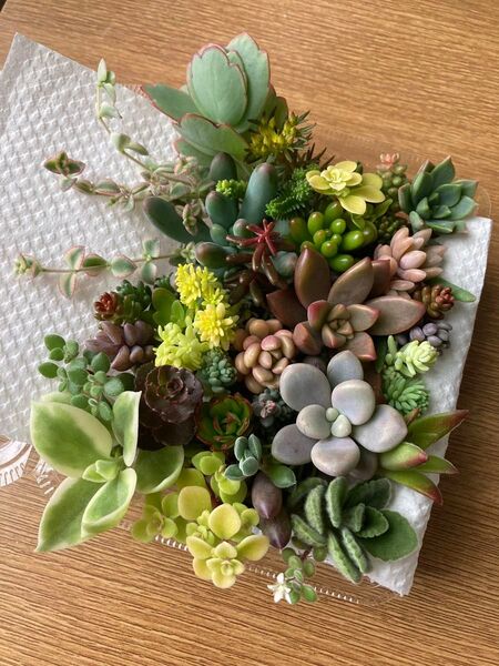 多肉植物 寄せ植え カット苗 詰め合わせ