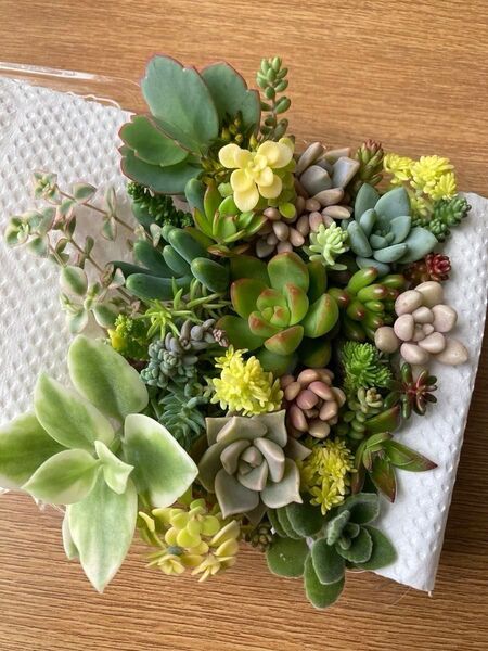 多肉植物 寄せ植え カット苗 詰め合わせ